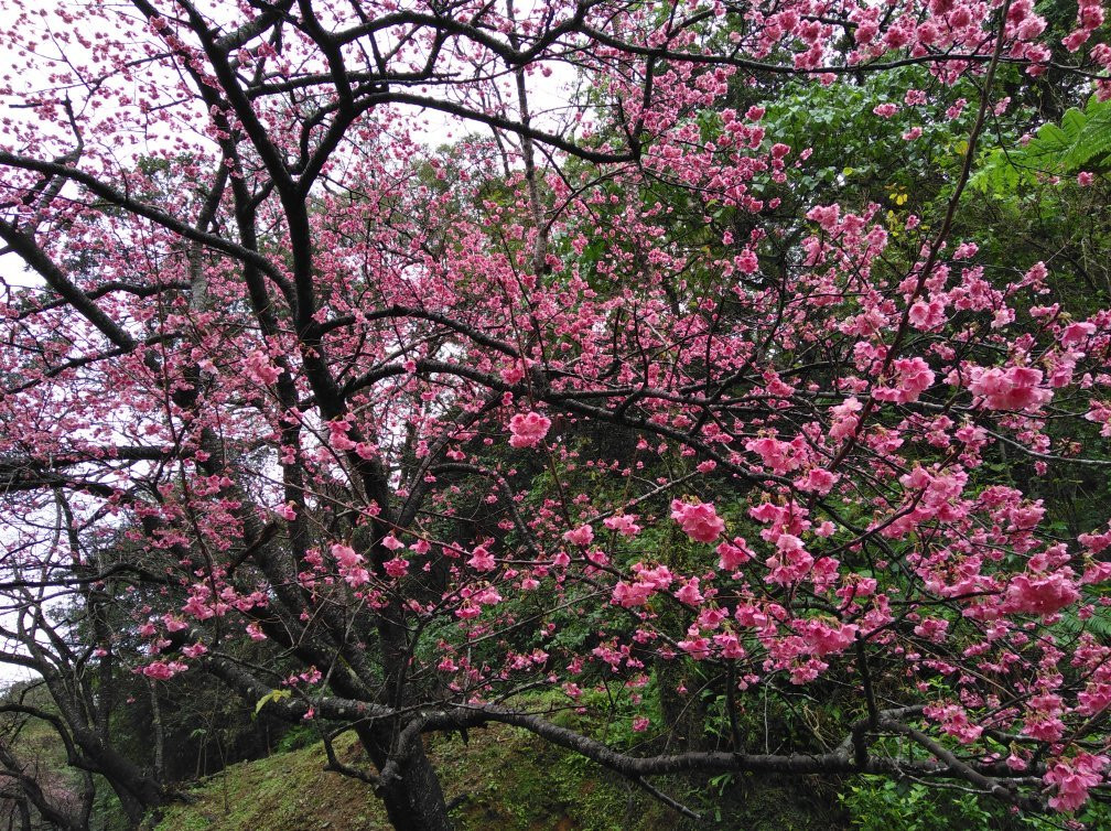 Motobu Yaedake Cherry Blossom Matsuri景点图片
