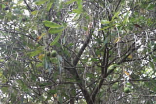 Purdy's Natural Macadamia Nuts景点图片