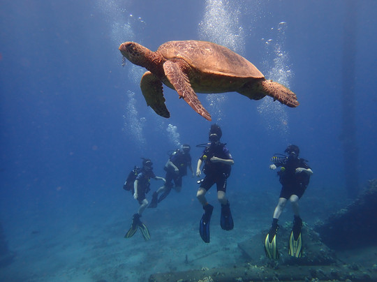 Banyan Tree Divers Maui-拉海纳必去景点