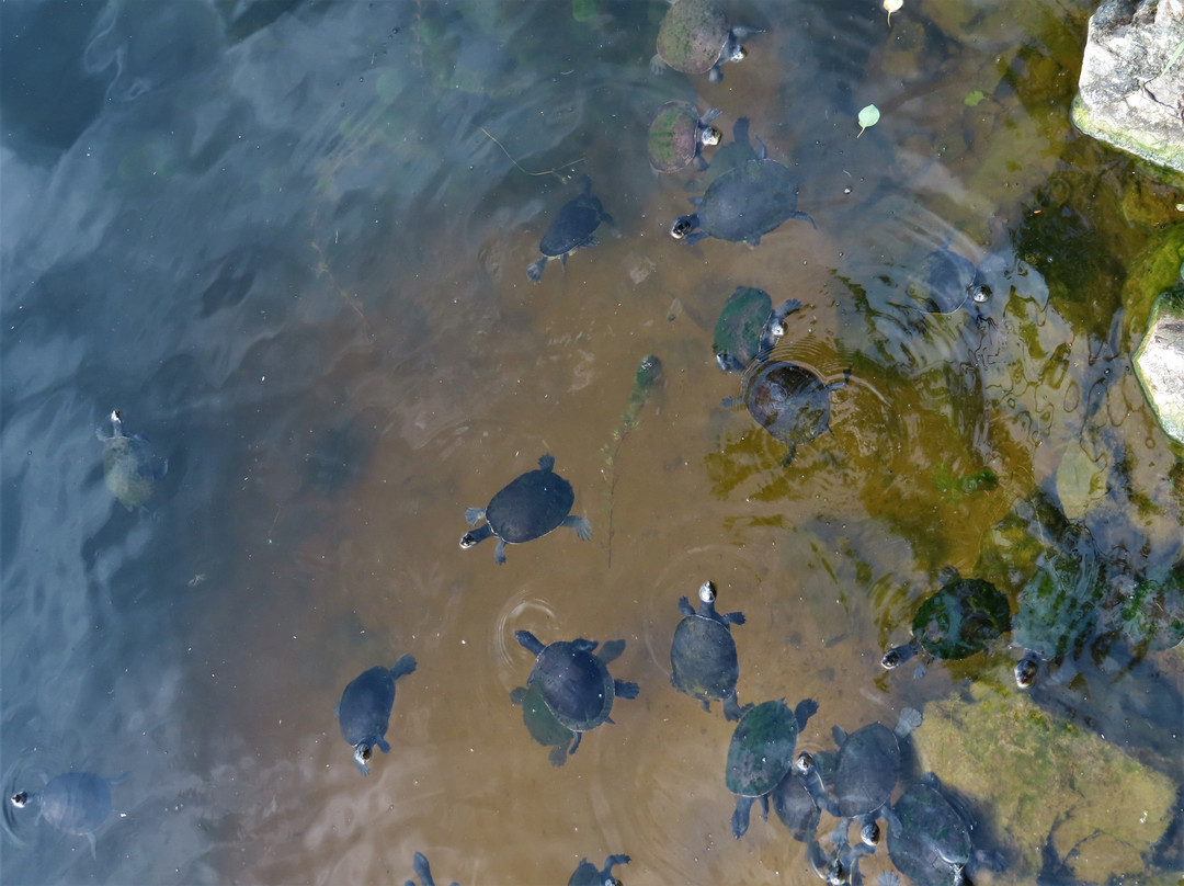 Riverway-汤斯维尔必去景点