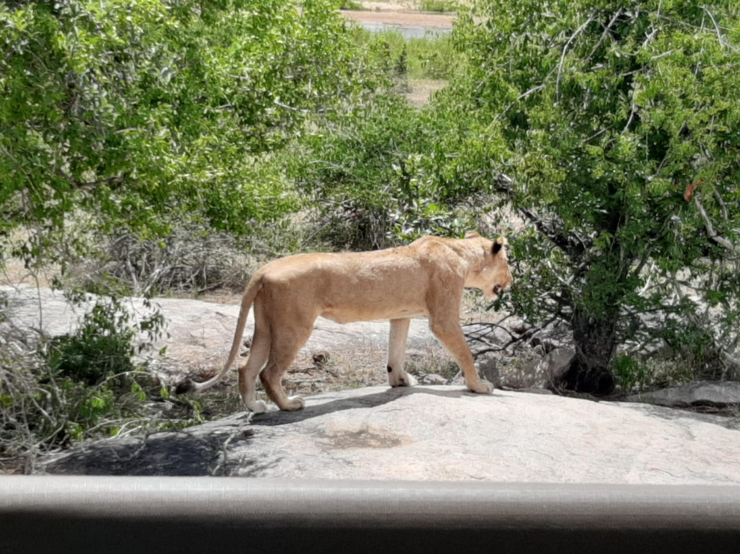 Lion Roar Safaris景点图片
