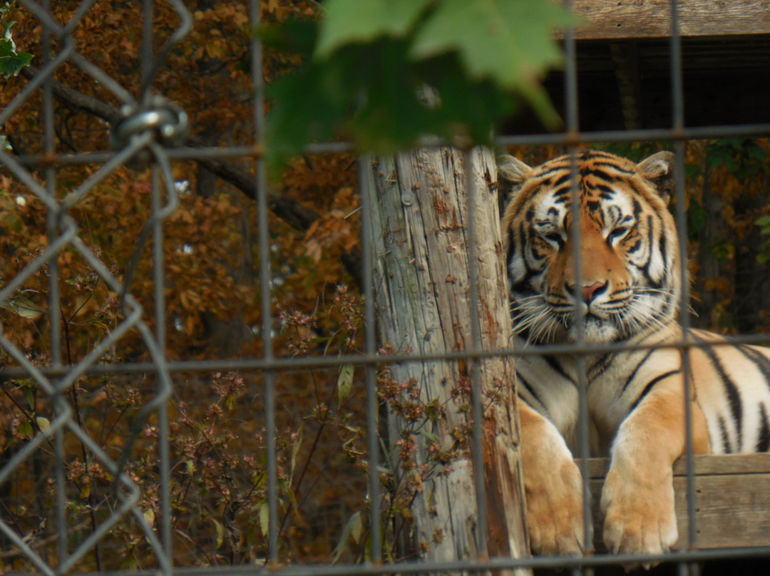 Exotic Feline Rescue Center-Centerpoint必去景点