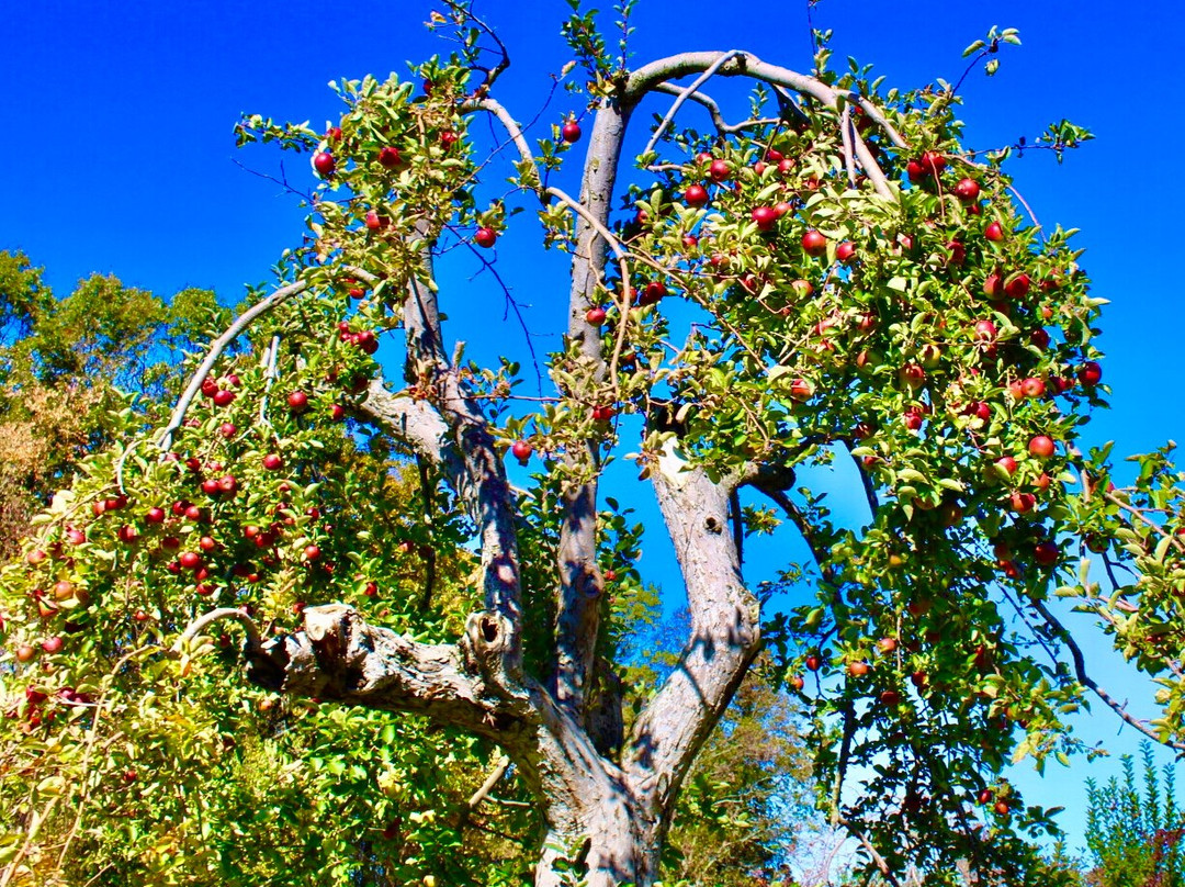 Outhouse Orchards景点图片