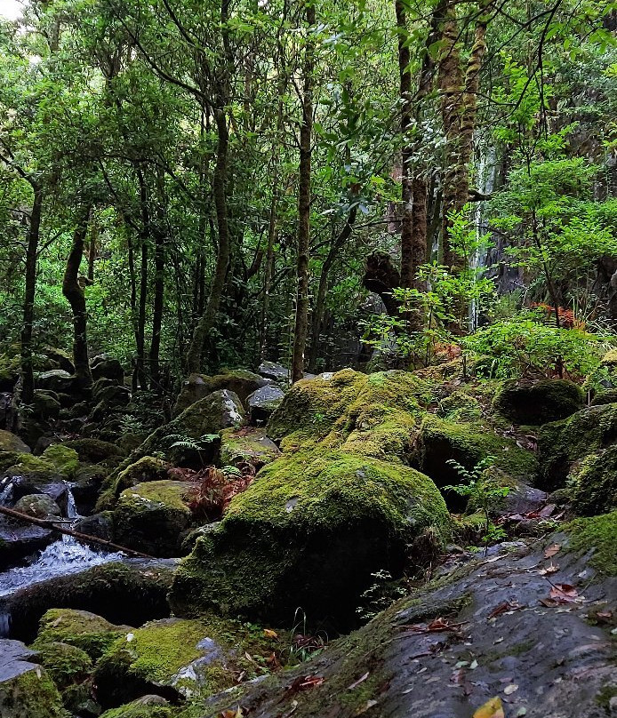 Levada dos Cedros-莫尼什港必去景点