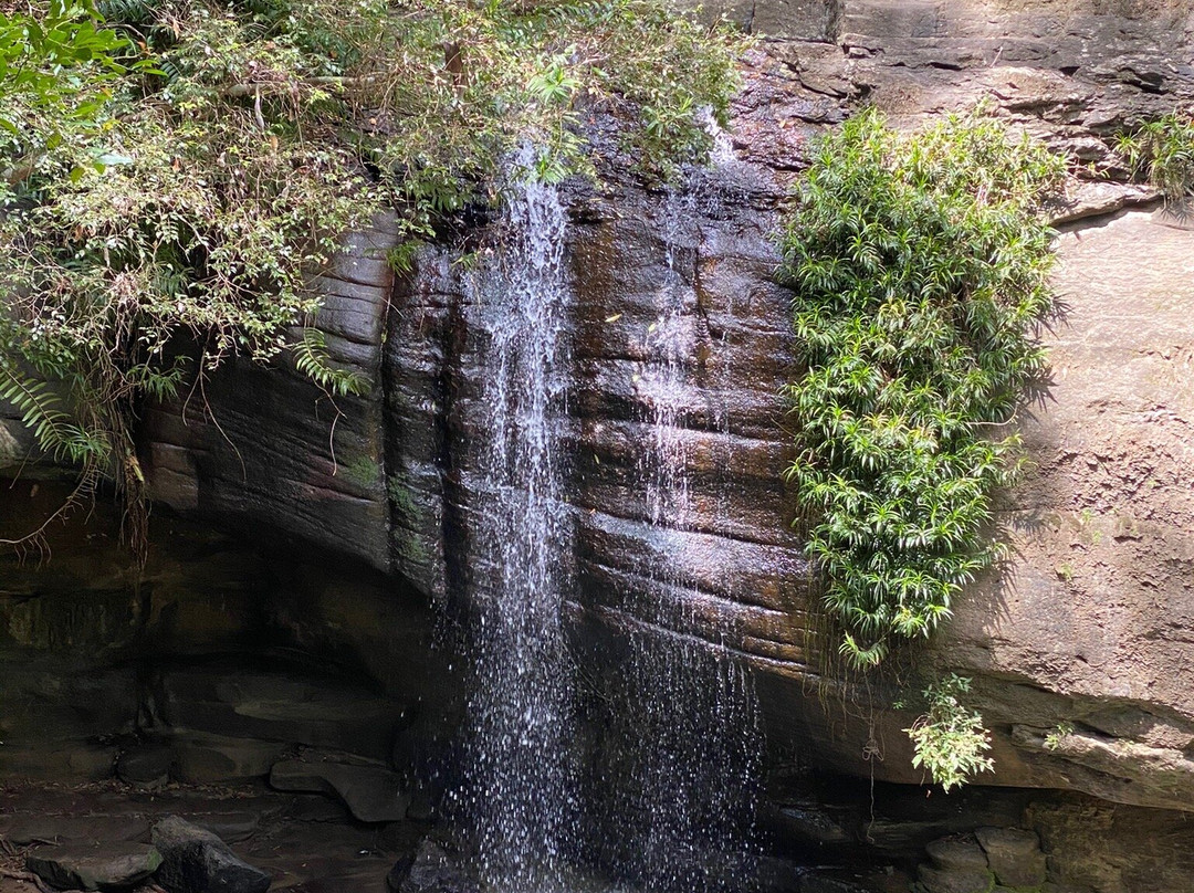 Buderim Forest Park-Buderim必去景点