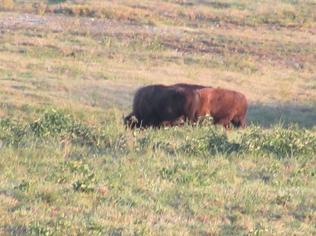 Buffalo Ridge Golf Course景点图片