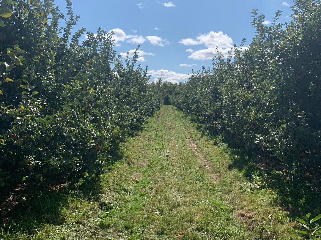 Appledale Orchards景点图片