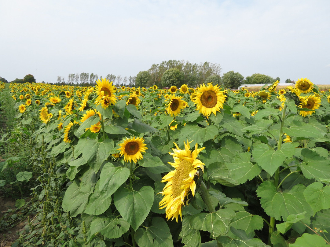 Waldvogel's Pumpkin Farm-Juneau必去景点