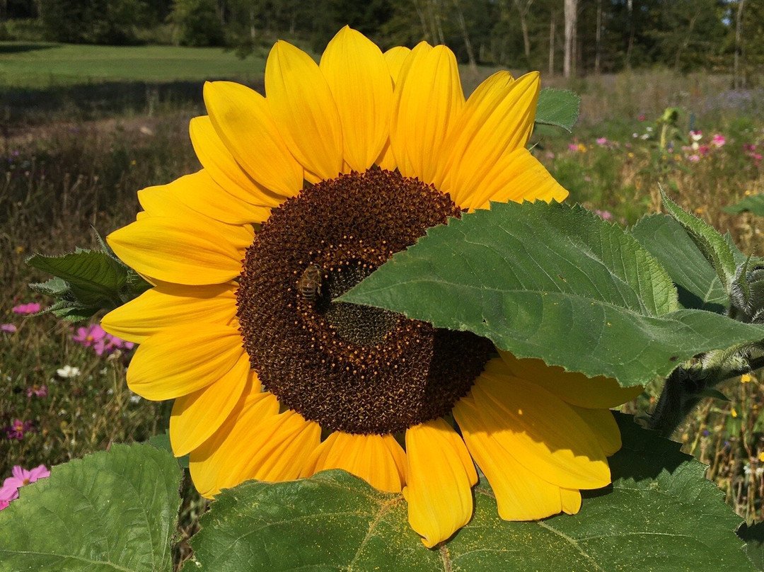 Domaine Mongiron主图