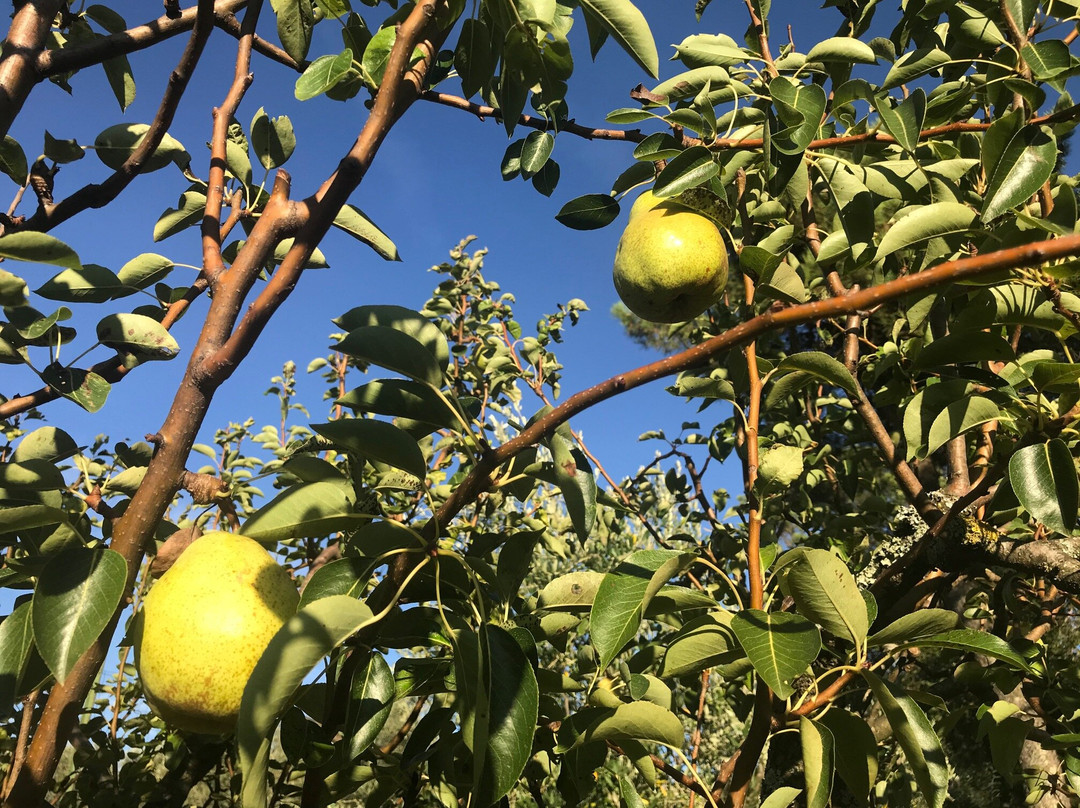 Il Podere La Casina主图