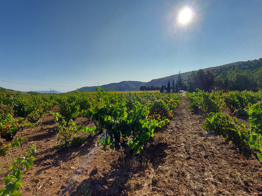 Bodegas Lavia-Cehegin必去景点