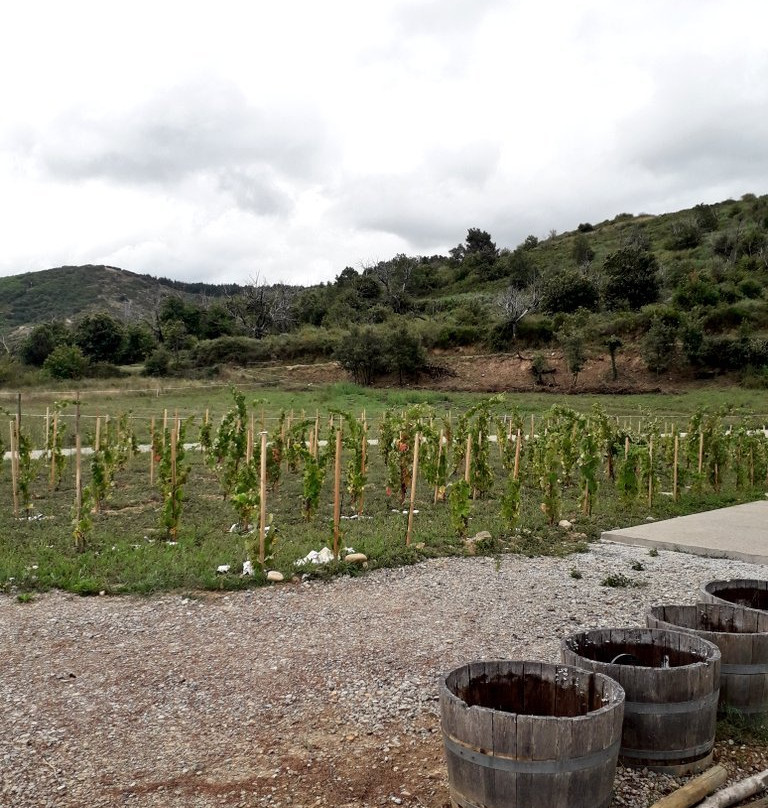 Viñedos & Bodega Encima Wines-Molinaseca必去景点