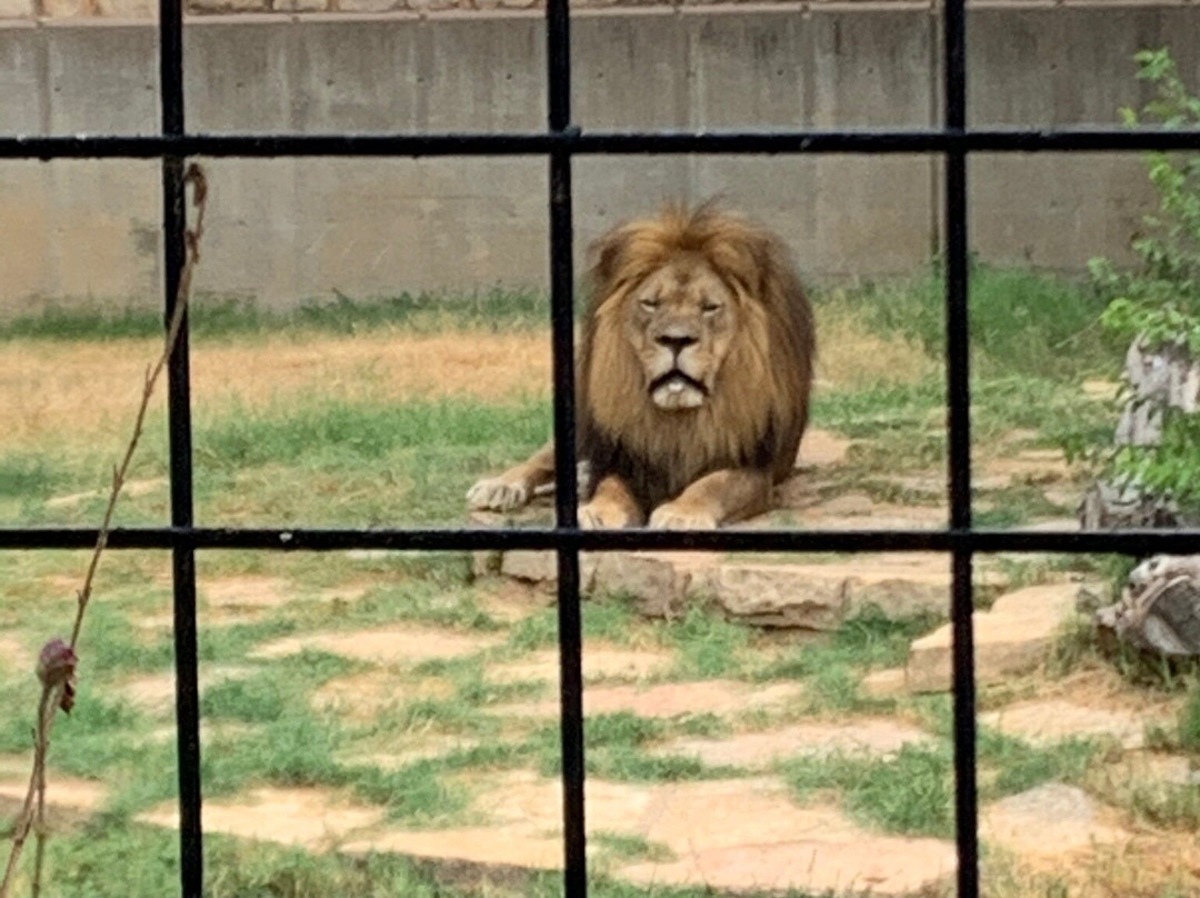 Abilene Zoo景点图片