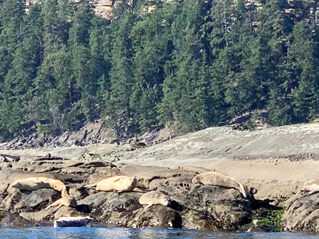 Ocean EcoVentures Whale Watching-Cowichan Bay必去景点