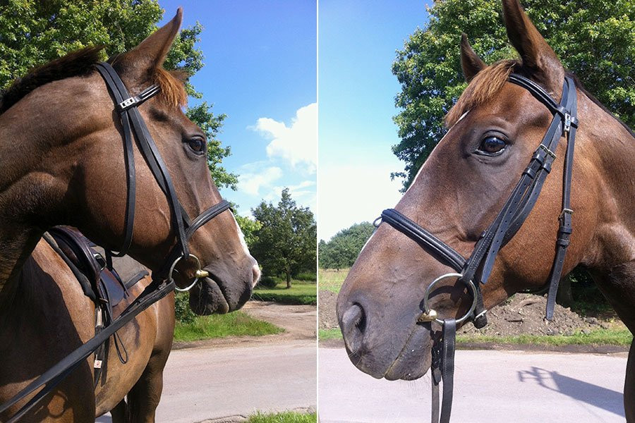Maria's Horse Trekking-Lysos必去景点