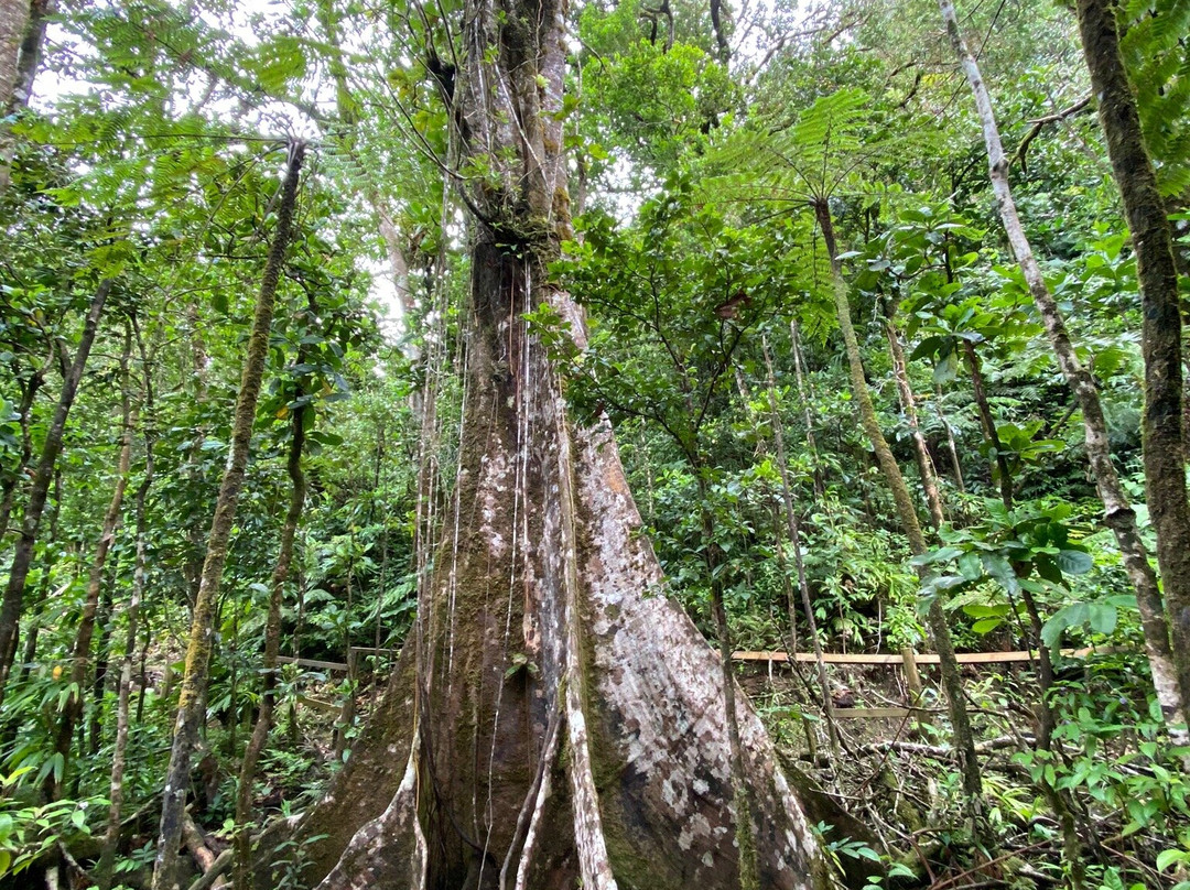 Chute du Galion-Saint-Claude必去景点