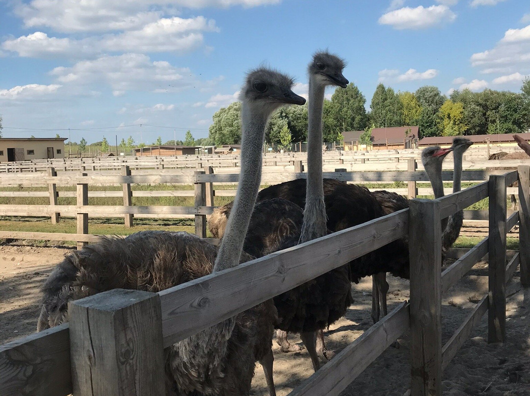 Ostrich Farm Dolina Strausov景点图片