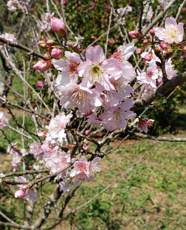 Parque do Carmo-圣保罗必去景点