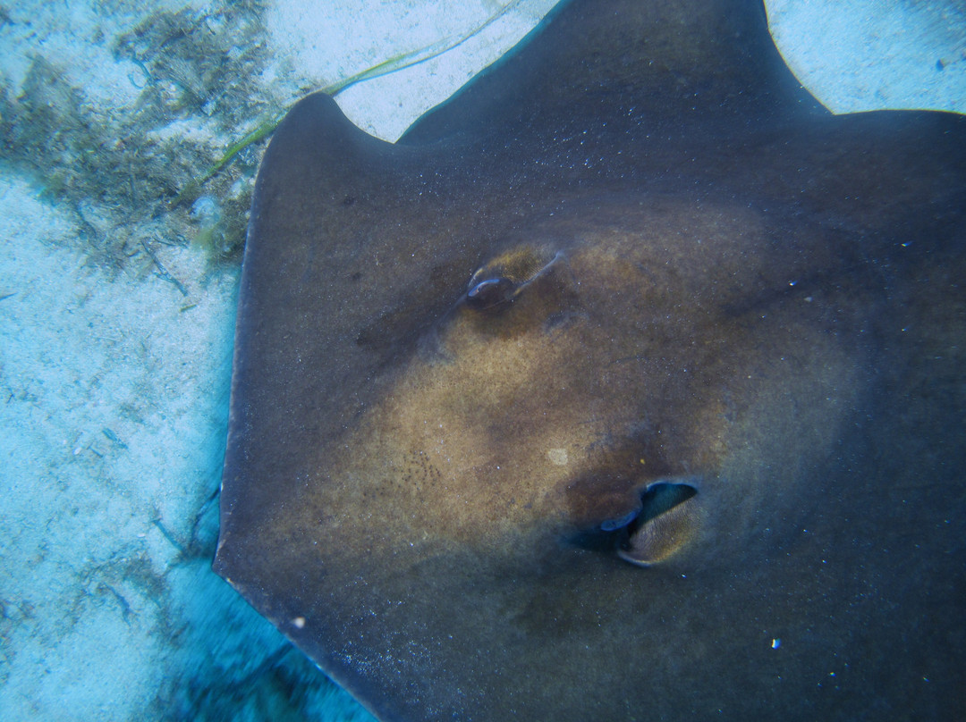 S'Algar Diving-Sant Lluis必去景点