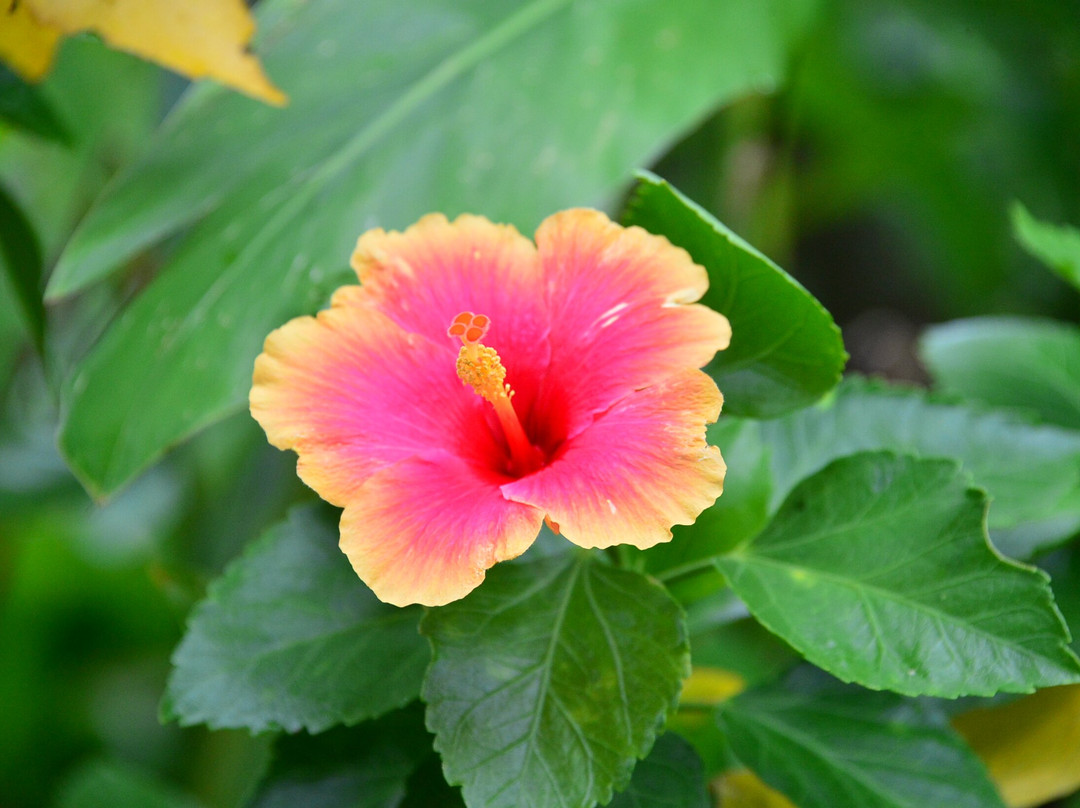 Ishigaki Island Science Garden景点图片