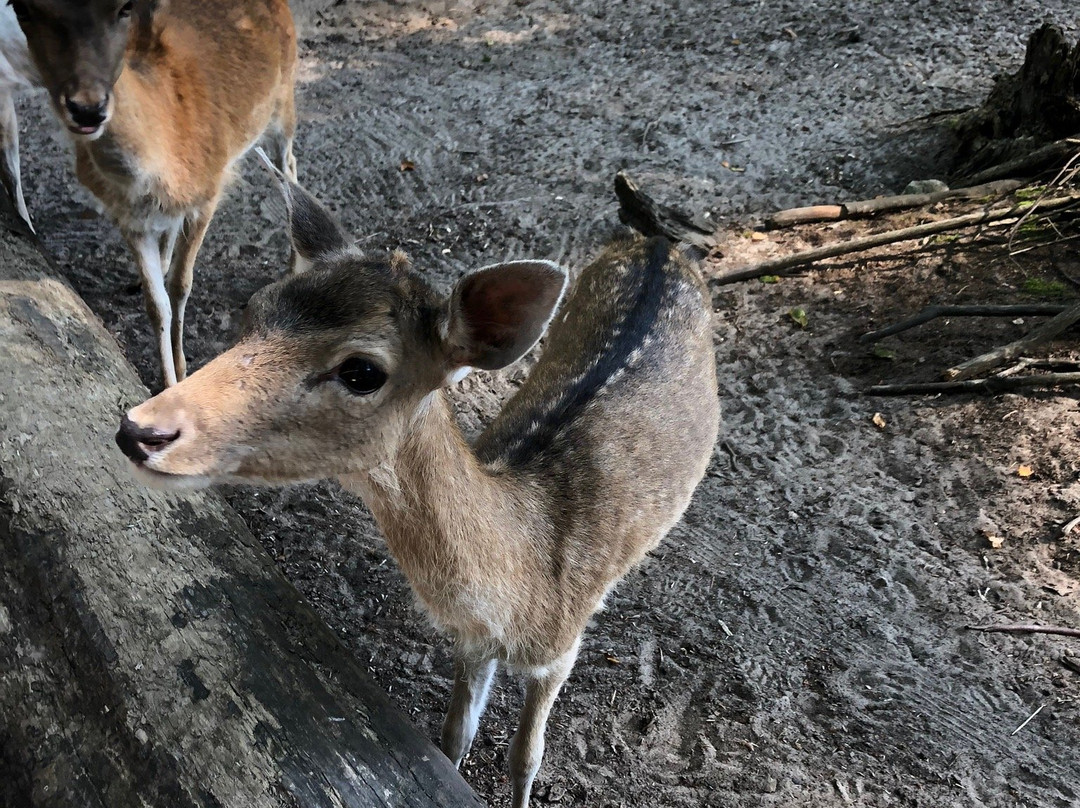 Tierpark Wolgast景点图片