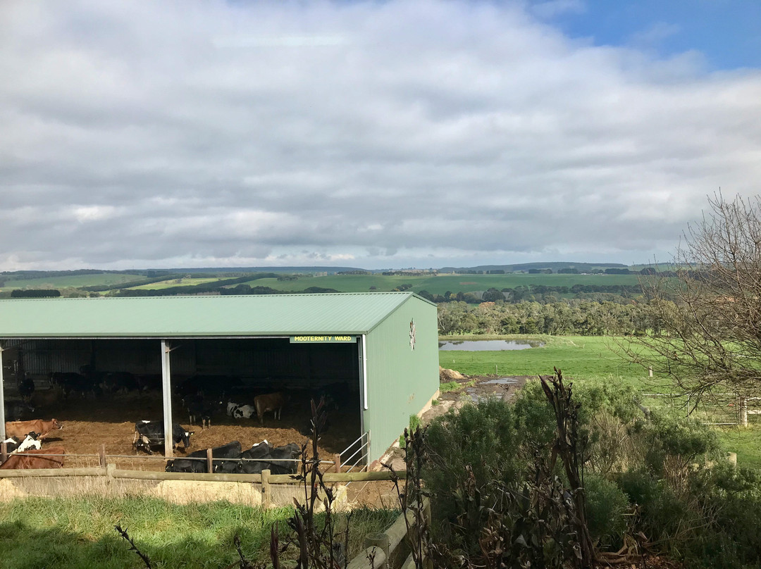 Apostle Whey Cheese-坎贝尔港必去景点