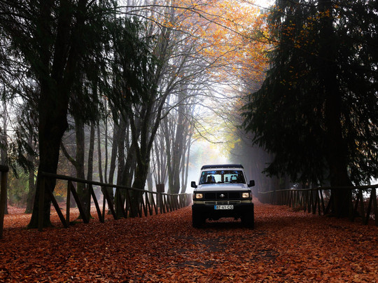 Go Local Madeira Private Tours-马德拉群岛必去景点