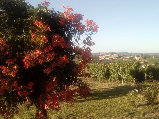 I Quattro Grappoli主图