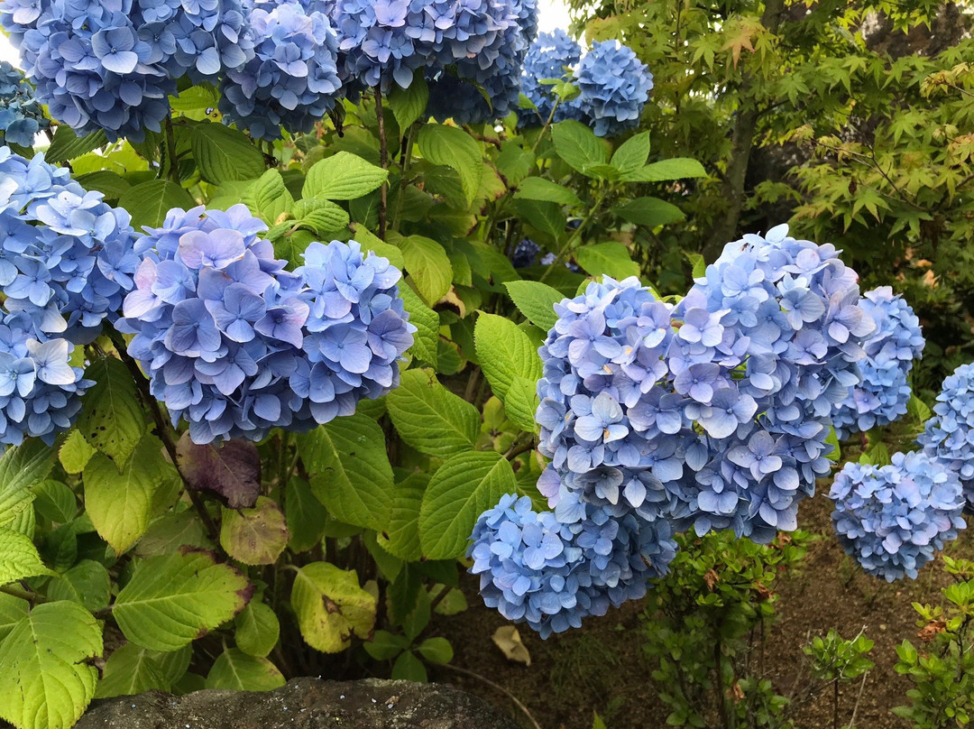 Eko-ji Temple-岩沼市必去景点