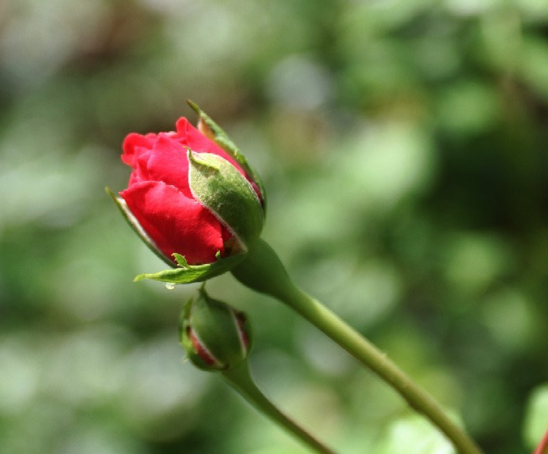 Jensen Botanical Garden-Carmichael必去景点