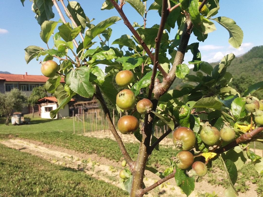 Agriturismo Ca del Lupo主图
