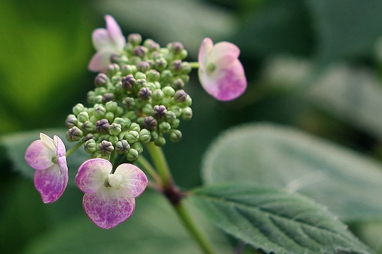 Hwanghaksan Arboretum