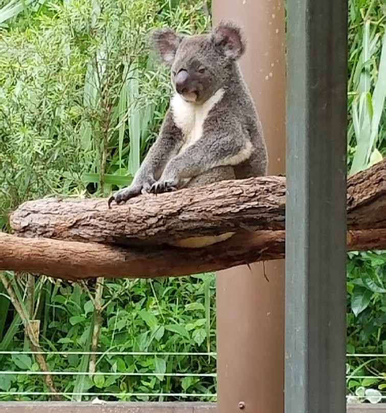 Kuranda Koala Gardens-库兰达必去景点