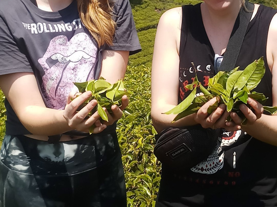 Island Wide Tours-Nanu Oya必去景点