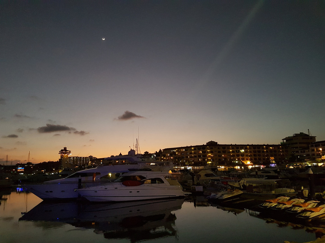 Vallarta Under Sea景点图片