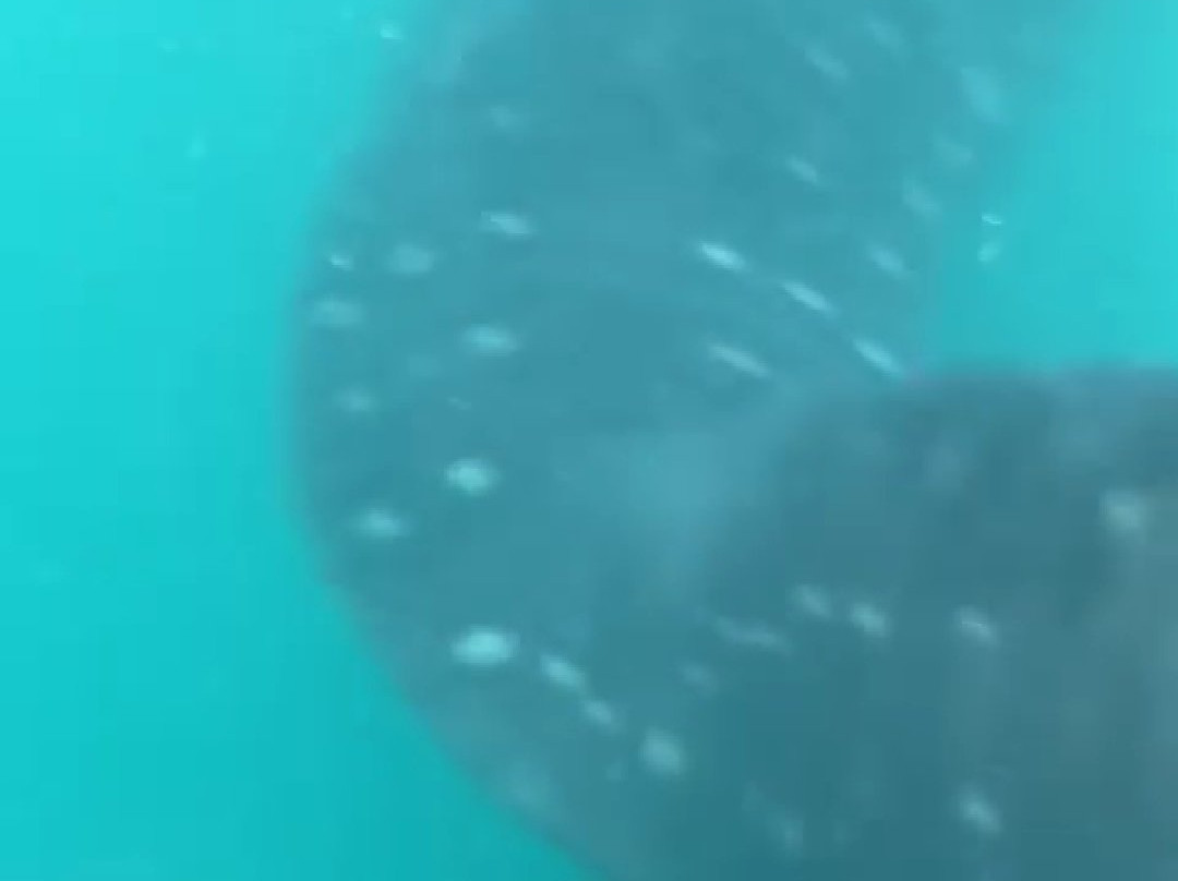 Sea Star Mirissa景点图片