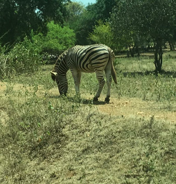 Eranga Kurera Tours-尼甘布必去景点