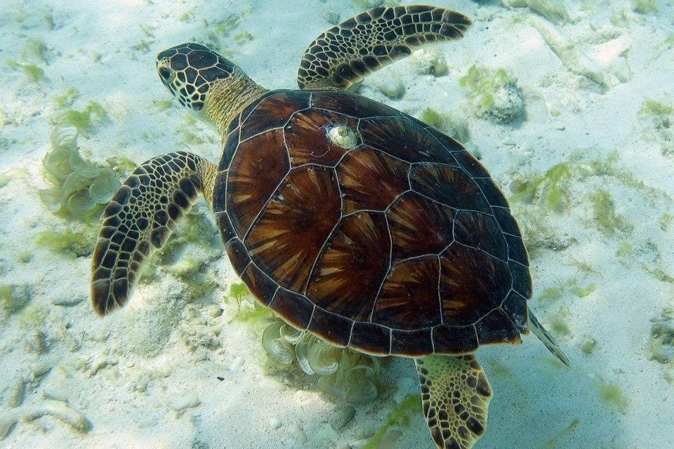 Sun & Sea Mexico-从莫雷洛斯港必去景点