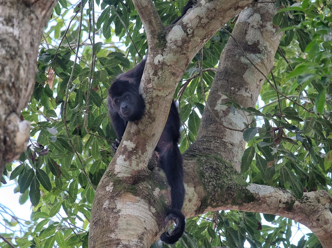 Ka'an Expeditions - Day Tours-卡拉克穆尔必去景点