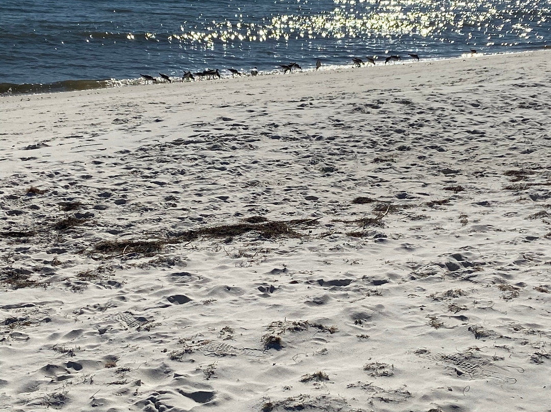 Carrabelle Beach景点图片