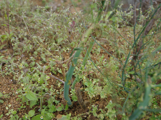 Mesilou Highland Strawberry Farm-昆达山必去景点