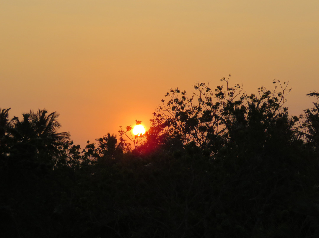 Turtle Paradise主图