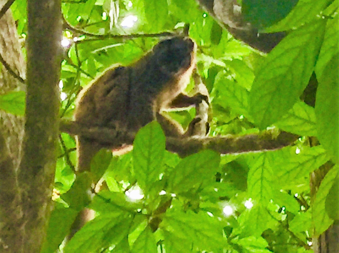 Jardin Botanique de Coconi-Ouangani必去景点