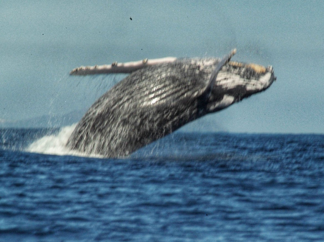 Whale Watch Cabo景点图片