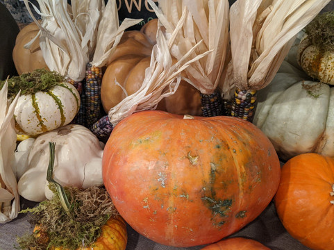 Petite Petal-坎贝尔必去景点