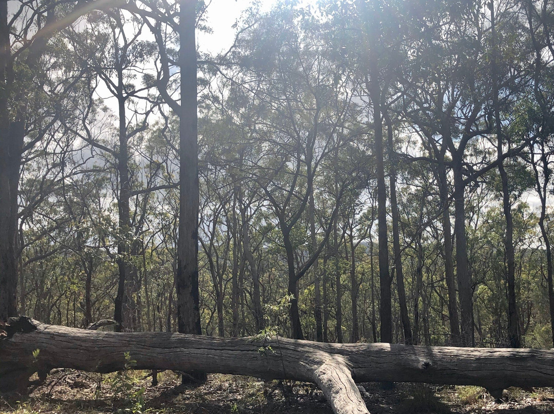 Venman Bushland National Park景点图片