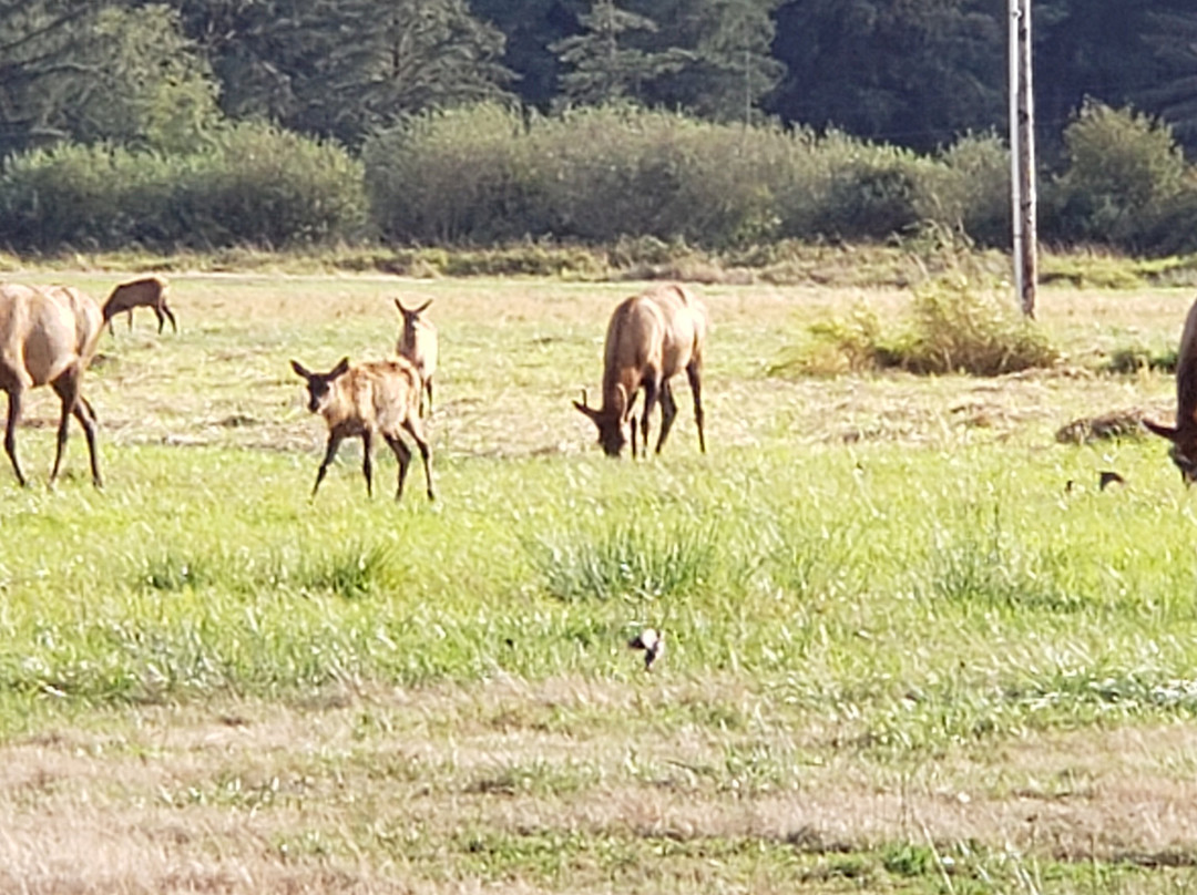 Dean Creek Elk Viewing Area景点图片