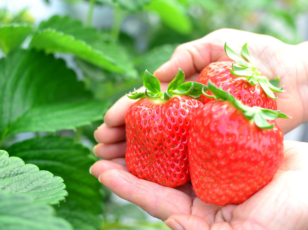 Fruitelier Nakamura Fruit Farm-久留米市必去景点