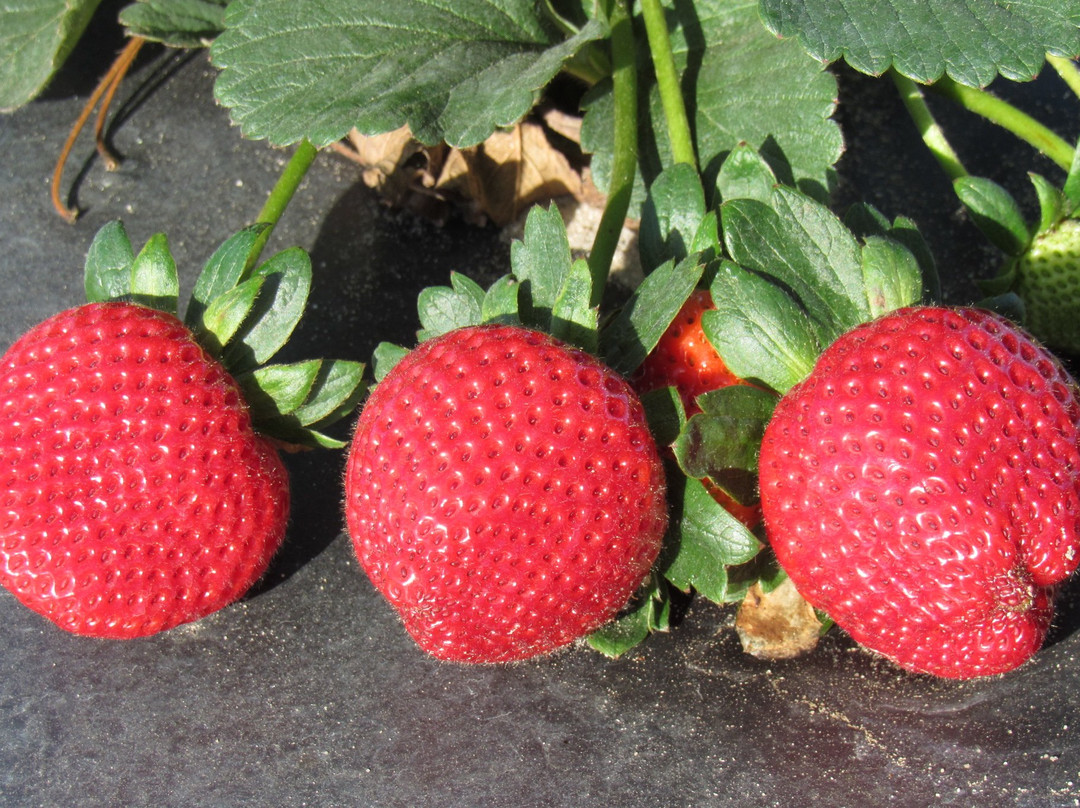 Back Road Berries-Oxford必去景点