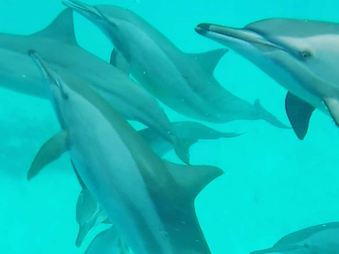 Aquatic Divers-艾尔可西利亚必去景点